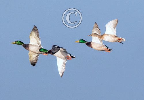 Mallard in Flight DM1651